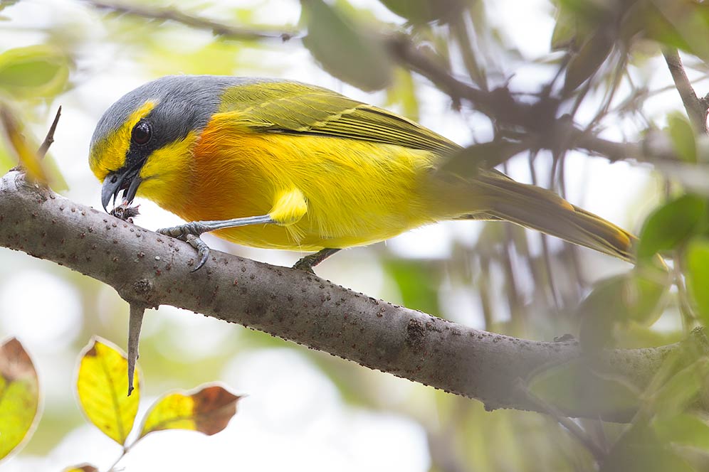 Orange-breasted Bushshrike